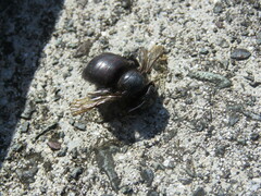 Xylocopa sonorina