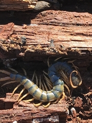 Ethmostigmus rubripes