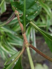 Wendlandia formosana