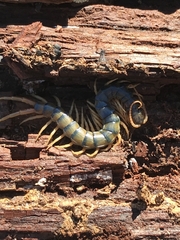 Ethmostigmus rubripes