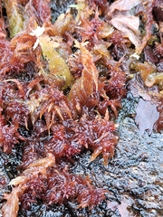 Subsecunda