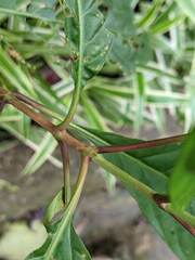 Wendlandia formosana