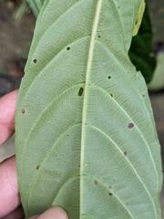 Wendlandia formosana