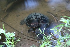 Malayemys macrocephala