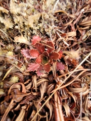 Micranthes petiolaris