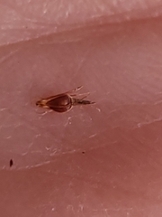 Rhynchospora capitellata