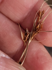 Rhynchospora capitellata