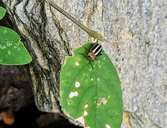 Disonycha glabrata