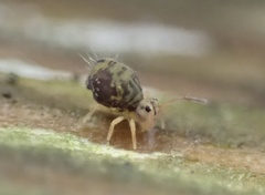 Dicyrtomidae