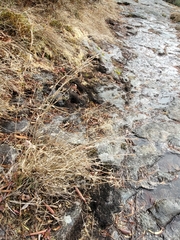 Rhynchospora capitellata