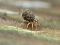 Dicyrtomidae