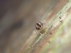 Dicyrtomidae