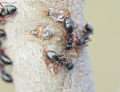 Dolichoderus scabridus