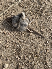 Peromyscus sonoriensis