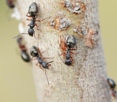 Dolichoderus scabridus