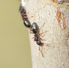 Dolichoderus scabridus