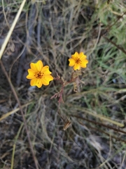 Tagetes tenuifolia