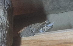 Chiromantis xerampelina