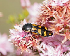 Castiarina