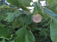 Amphibolips nubilipennis