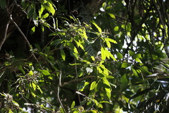 Dendropanax
