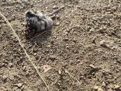 Peromyscus sonoriensis