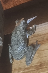 Chiromantis xerampelina