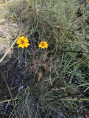 Tagetes tenuifolia