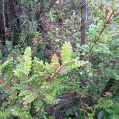 Weinmannia tomentosa