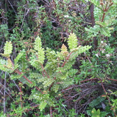 Weinmannia tomentosa