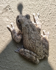 Chiromantis xerampelina