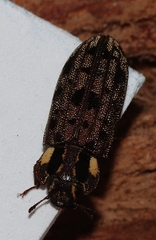 Leperina decorata