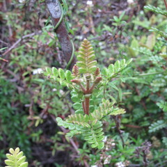 Weinmannia tomentosa