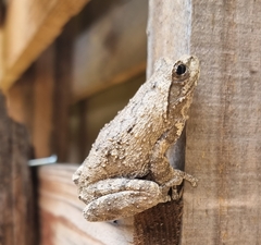 Chiromantis xerampelina