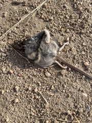 Peromyscus sonoriensis