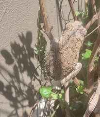 Chiromantis xerampelina