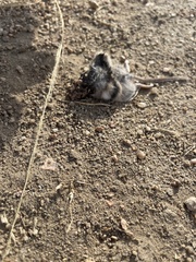 Peromyscus sonoriensis