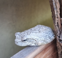 Chiromantis xerampelina