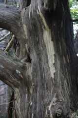Juniperus bermudiana