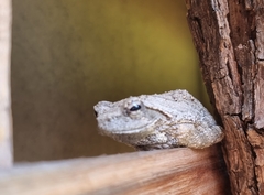 Chiromantis xerampelina