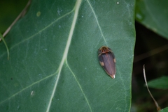 Aspisoma