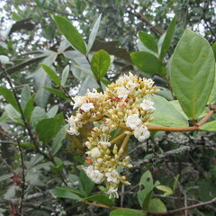 Viburnum triphyllum