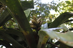 Bromelioideae