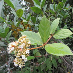 Viburnum triphyllum