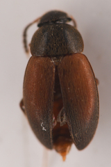 Leiodidae