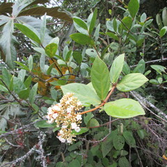 Viburnum triphyllum