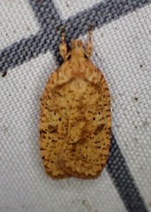 Agonopterix thelmae