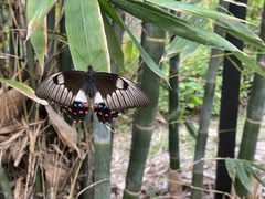 Papilio aegeus aegeus