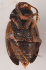 Leiodidae