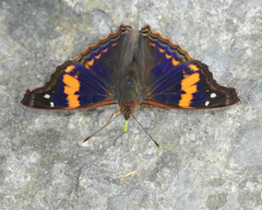 Doxocopa